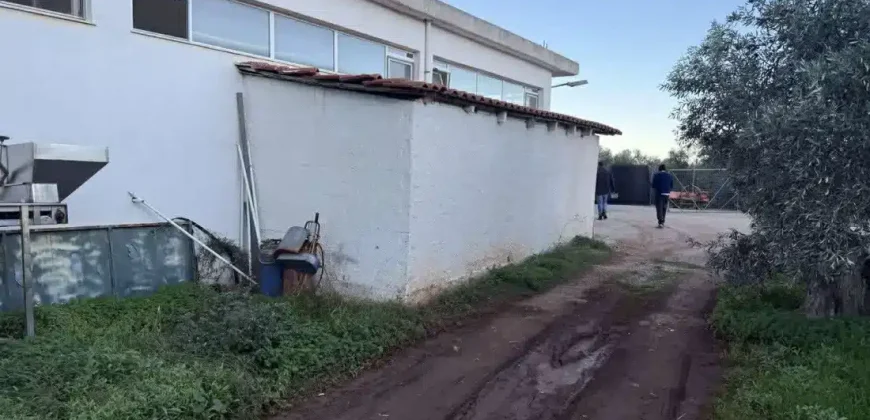 Olive oil mill in the Peloponnese