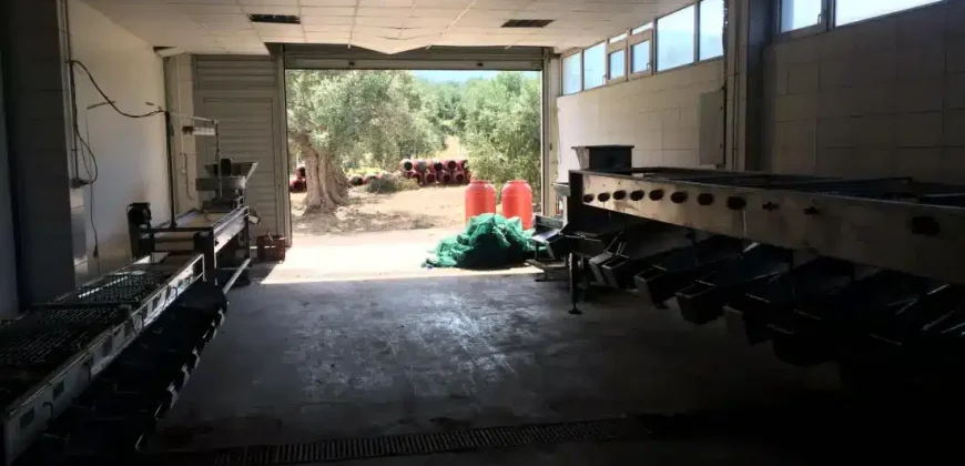 Olive oil mill in the Peloponnese