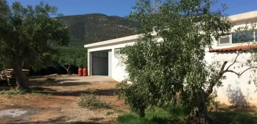 Olive oil mill in the Peloponnese